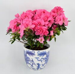 Azalea Plant from Schultz Florists, flower delivery in Chicago