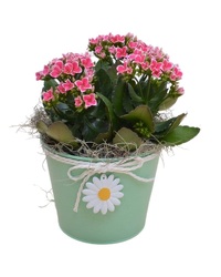 Kalanchoe in a Daisy Pot from Schultz Florists, flower delivery in Chicago