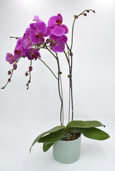 Orchid Plant from Schultz Florists, flower delivery in Chicago