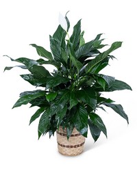 Medium Peace Lily Plant from Schultz Florists, flower delivery in Chicago
