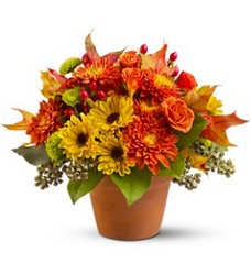 Sugar Maples from Schultz Florists, flower delivery in Chicago