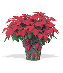 Red Poinsettia from Schultz Florists, flower delivery in Chicago